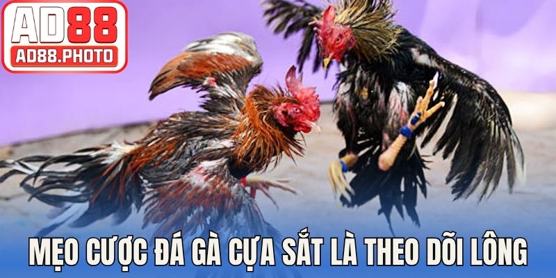 Mẹo cược đá gà cựa sắt là theo dõi tình trạng lông